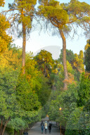 Three Iranian women walking through the Bagh-e Eram (Garden of Paradise), Shiraz, Iran