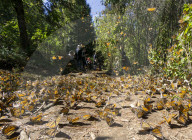 Cerro Pelon Monarch butterfly biosphere