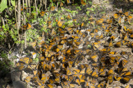 Cerro Pelon Monarch butterfly biosphere