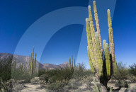 Cacti in dry desert like landscape.