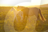 Welsh ponies and foals on the Mynydd Epynt moorland, Powys, Wales, UK.
