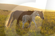 Welsh ponies and foals on the Mynydd Epynt moorland, Powys, Wales, UK.