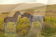 Welsh foals on the Mynydd Epynt moorland, Powys, Wales, UK.