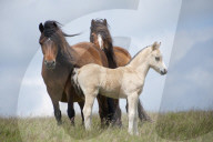 Welsh ponies and foals on the Mynydd Epynt moorland, Powys, Wales, UK.
