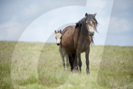 Welsh ponies and foals on the Mynydd Epynt moorland, Powys, Wales, UK.
