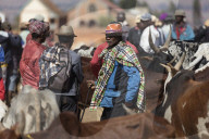 Africa, central Madagascar, Ambalavao, zebu cattle market