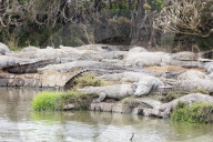 Madagascar, Antananarivo, Crocodile Farm, Nile crocodile (Crocodylus niloticus)