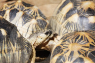 Africa, (easthern) Madagascar, Tamatave, Ivoloina zoological park, radiated tortoise (critically endangered in the wild)