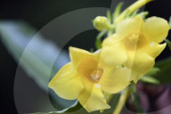 Africa, (easthern) Madagascar, Tamatave, Ivoloina zoological park, Heterixalus madagascariensis frog inside a flower