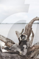 Africa, (easthern) Madagascar, Tamatave, Pangalanes Lakes, Lake Ampitabe, Black-and-white ruffed lemur (Varecia variegata)