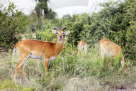 Africa, Uganda, Queen Elizabeth National Park, Ugandan Kob (Kobus kob thomasi)