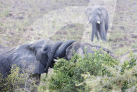 Africa, Uganda, Queen Elizabeth National Park, ritual greeting of African elephant - Loxodonta