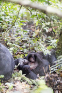 Africa, Uganda, Buhoma, Bwindi Impenetrable Forest National Park, Unesco World Heritage site, gorilla trekking, Rushegura Group, baby gorilla (Gorilla gorilla beringei)