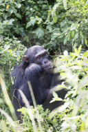 Africa, Uganda, Queen Elizabeth National Park, Kyambura Gorge chimpanzee trekking, common Chimpanzee (Pan troglodytes)