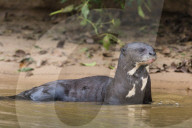 Giant river otter (Pteronura brasiliensis), Pantanal, Mato Grosso, Brazil.