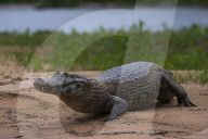 A Yacare caiman (Caiman crocodylus yacare), on a river bank, Cuiaba river, Pantanal, Mato Grosso, Brazil.