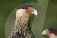 Crested caracara (Polyborus plancus), Pantanal, Mato Grosso, Brazil.
