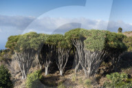 Dragon trees, Dracaena draco, La Palma Island, Canary Islands, Spain.
