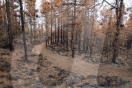 Burned Canary pine trees. In 2016 a massive forest fire has ravaged almost 7% of the island, La Palma Island, Canary Islands, Sp