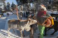 A young Sami woman feeding raindeers, Nutti Sami village, Jukkasjarvi, Sweden.