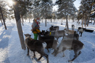 A young Sami woman feeding raindeers, Nutti Sami village, Jukkasjarvi, Sweden.
