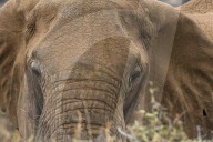 African elephant (Loxodonta Africana), Kalama conservancy, Samburu, Kenya.