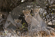 Portrait of three cheetah cubs, Acinonyx jubatus, Samburu National Reserve, Kenya.