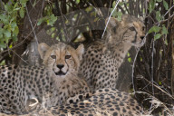 Cheetah (Acinonyx jubatus), Samburu National Reserve, Kenya.