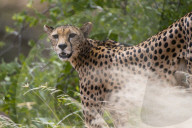 Portrait of a cheetah, Acinonyx jubatus, Samburu National Reserve, Kenya.