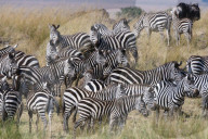 Grant's zebras, Equus quagga boehmi, on the Mara river bank.