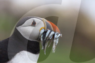 Puffin (Fratercula arctica) with sandeels, Farne Islands, Northumberland, UK, July 2016