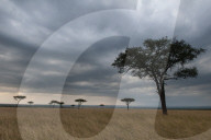 Acacia trees, Masai Mara National Reserve, Kenya.