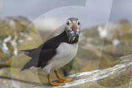 Puffin (Fratercula arctica) with sandeels, Farne Islands, Northumberland, UK, July 2016