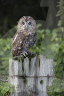 Tawny owl (Strix aluco), captive, UK, August 2016