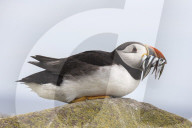 Puffin (Fratercula arctica) with sandeels, Farne Islands, Northumberland, UK, July 2016