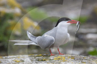 Arctic tern (Sterna paradisaea) with sandeel, Inner Farne, Northumberland, UK, July 2016