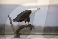 African fish eagle (Haliaeetus vocifer), Zimanga private game reserve, KwaZulu-Natal, South Africa, June 2016