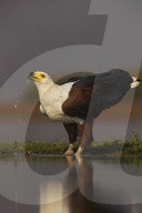 African fish eagle (Haliaeetus vocifer) drinking, Zimanga private game reserve, KwaZulu-Natal, South Africa, September 2016
