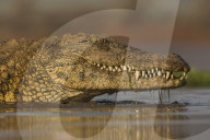 Nile crocodile (Crocodylus niloticus), Zimanga private game reserve, KwaZulu-Natal, South Africa, September 2016