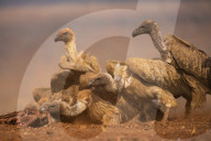 Whitebacked vultures (Gyps africanus) feeding, Zimanga private game reserve, KwaZulu-Natal, South Africa, September 2016