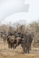 Cape buffalo (Syncerus caffer) herd, Kruger national park, South Africa, September 2016