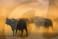 Cape buffalo (Syncerus caffer) herd, Zimanga private game reserve, KwaZulu-Natal, South Africa, September 2016