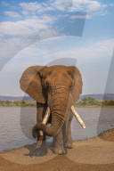 Elephant (Loxodonta africana) resting trunk on its tusk, Zimanga game reserve, KwaZulu-Natal, South Africa, September 2016