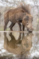 Warthog male (Phacochoerus africanus) drinking, Zimanga game reserve, KwaZulu-Natal, South Africa, June 2015
