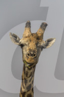 Giraffe (Giraffa camelopardalis) feeding, Kruger national park, South Africa, September 2016
