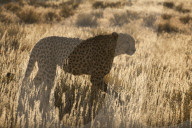 Cheetah (Acinonyx jubatus), Kgalagadi Transfronter Park, Northern Cape, South Africa, June 2016