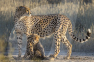 Cheetah (Acinonyx jubatus) with cub, Kgalagadi Transfronter Park, Northern Cape, South Africa, June 2016