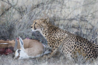 Cheetah (Acinonyx jubatus) on springbok kill, Kgalagadi Transfronter Park, Northern Cape, South Africa, June 2016