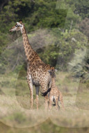 Giraffe (Giraffa camelopardalis) with small baby, Isimangaliso, KawZulu-Natal, South Africa, September 2016