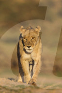 Lioness (Panthera leo) in the Kalahari, Kgalagadi Transfrontier Park, Northern Cape, South Africa, February 2016